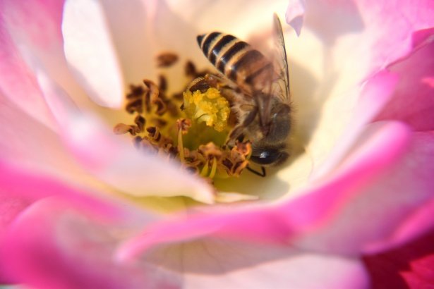 Cities and Bees : notes from WUF13 in Baku